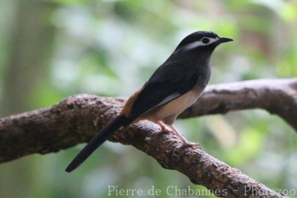 White-eared sibia