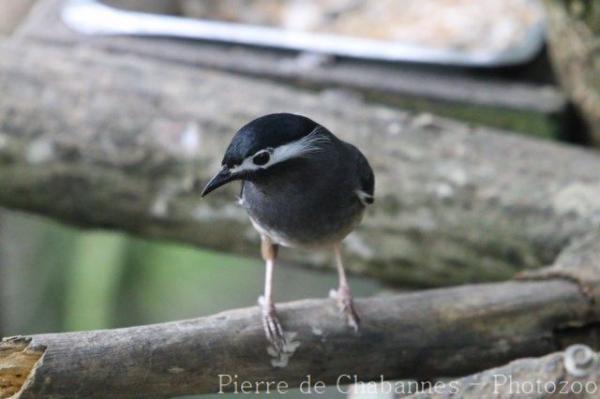 White-eared sibia