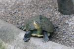 Chinese stripe-necked turtle