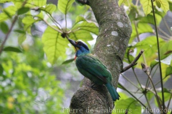 Taiwan barbet