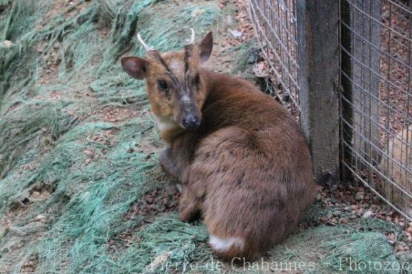 Reeves's muntjac
