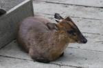 Reeves's muntjac