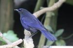 Taiwan whistling-thrush