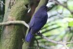 Taiwan whistling-thrush