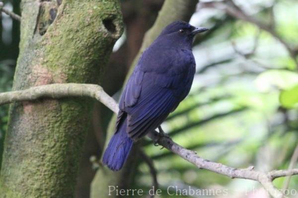 Taiwan whistling-thrush