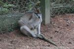 Agile wallaby