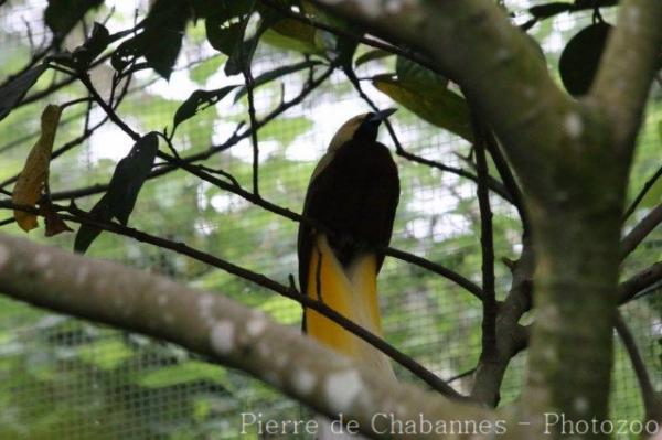 Lesser bird-of-paradise