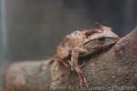 Brauer's tree frog