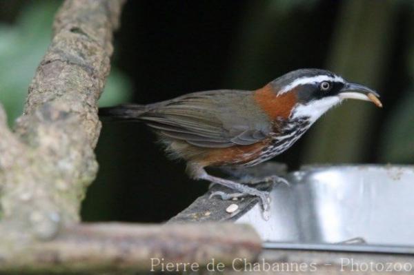 Taiwan scimitar-babbler