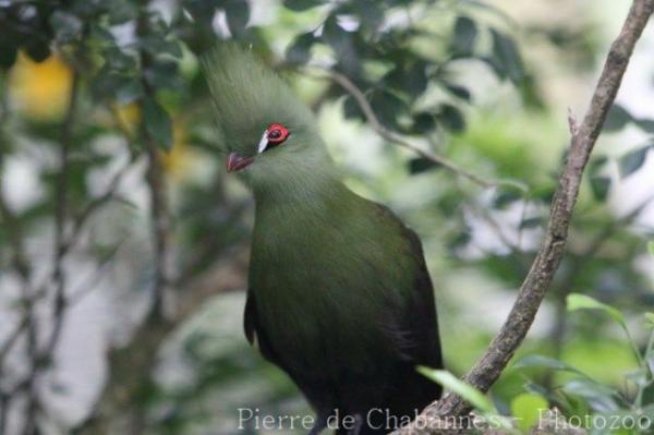 Guinea turaco