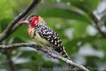 Red-and-yellow barbet