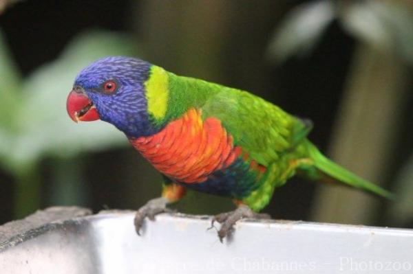 Hybrid lorikeet