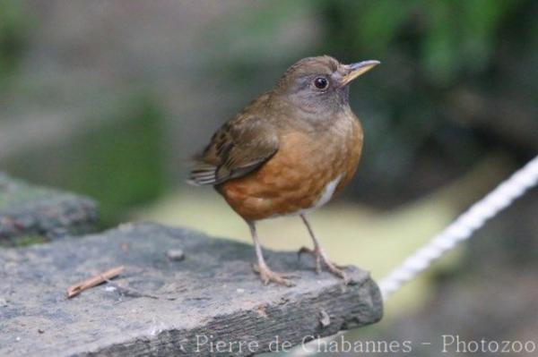 Brown-headed thrush