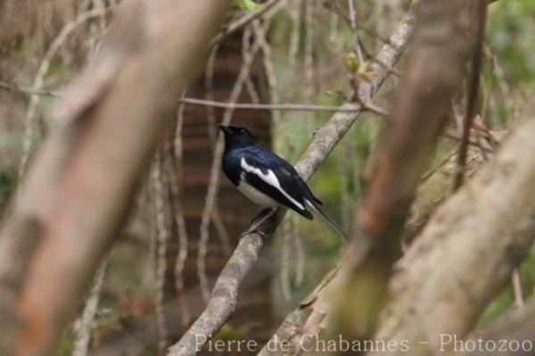 Oriental magpie-robin