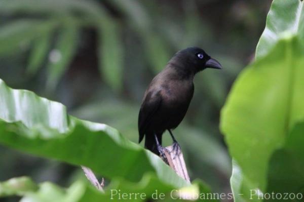 Racket-tailed treepie