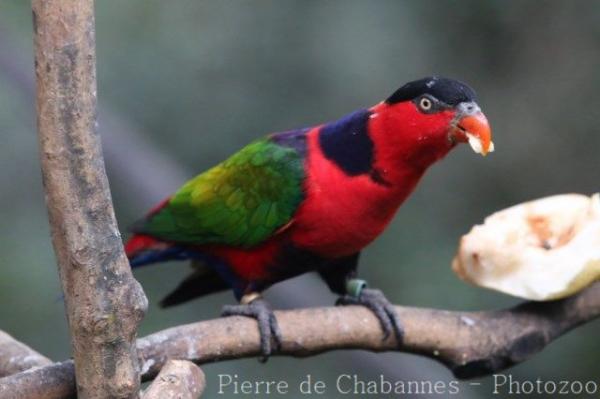 Black-capped lory