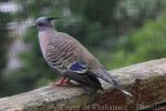 Crested pigeon