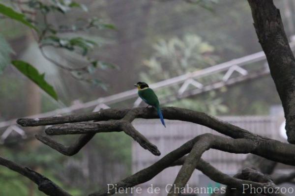 Long-tailed broadbill