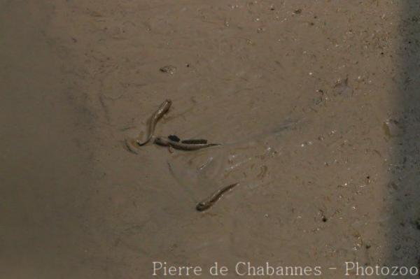 Great blue-spotted mudskipper