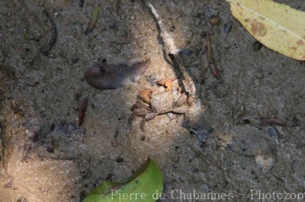 Fujian mangrove crab