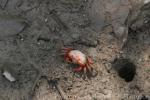 Acute fiddler crab