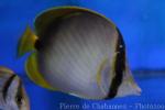 Gardner's butterflyfish