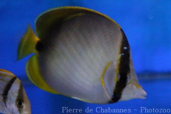Gardner's butterflyfish