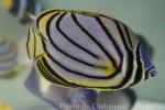 Meyer's butterflyfish