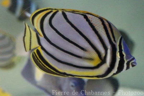 Meyer's butterflyfish