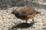 Taiwan bamboo-partridge