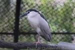 Black-crowned night-heron