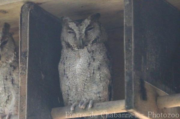 Formosan collared scops-owl