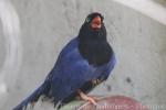 Taiwan blue magpie