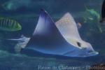 Ocellated eagle ray