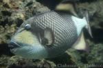 Titan triggerfish