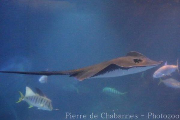 Brown stingray