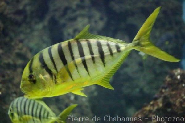 Golden trevally