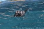 Risso's dolphin