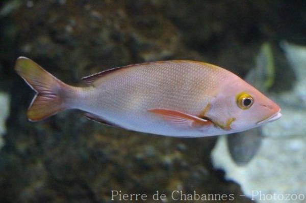 Humpback red snapper