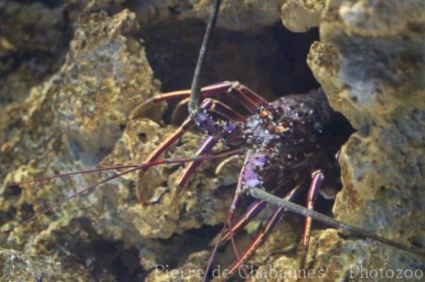 Japanese spiny lobster