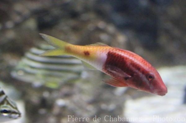 Bicolor goatfish