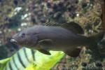 Leopard coralgrouper