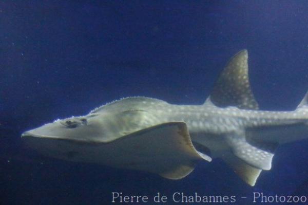 Bowmouth guitarfish