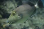 Masked triggerfish