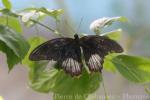 Jumalon Butterfly Sanctuary