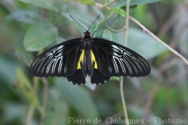 Philippine golden birdwing