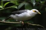 Grey-backed myna