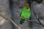 Black-winged lovebird