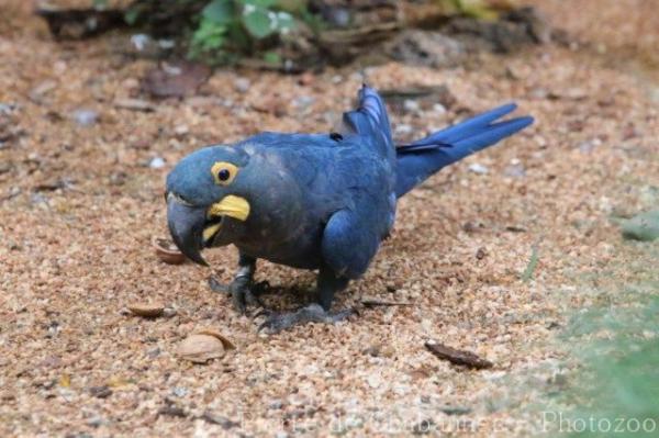 Lear's macaw