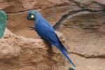 Lear's macaw